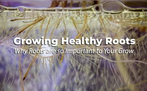 healthy roots